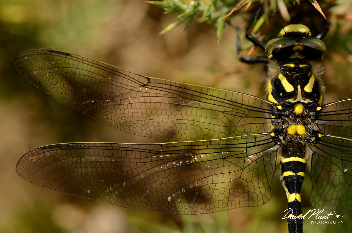 David Plant Photography - Wildlife Photography - Golden-ringed dragonfly - B.jpg - Golden-ringed damselfly wings - Dorset